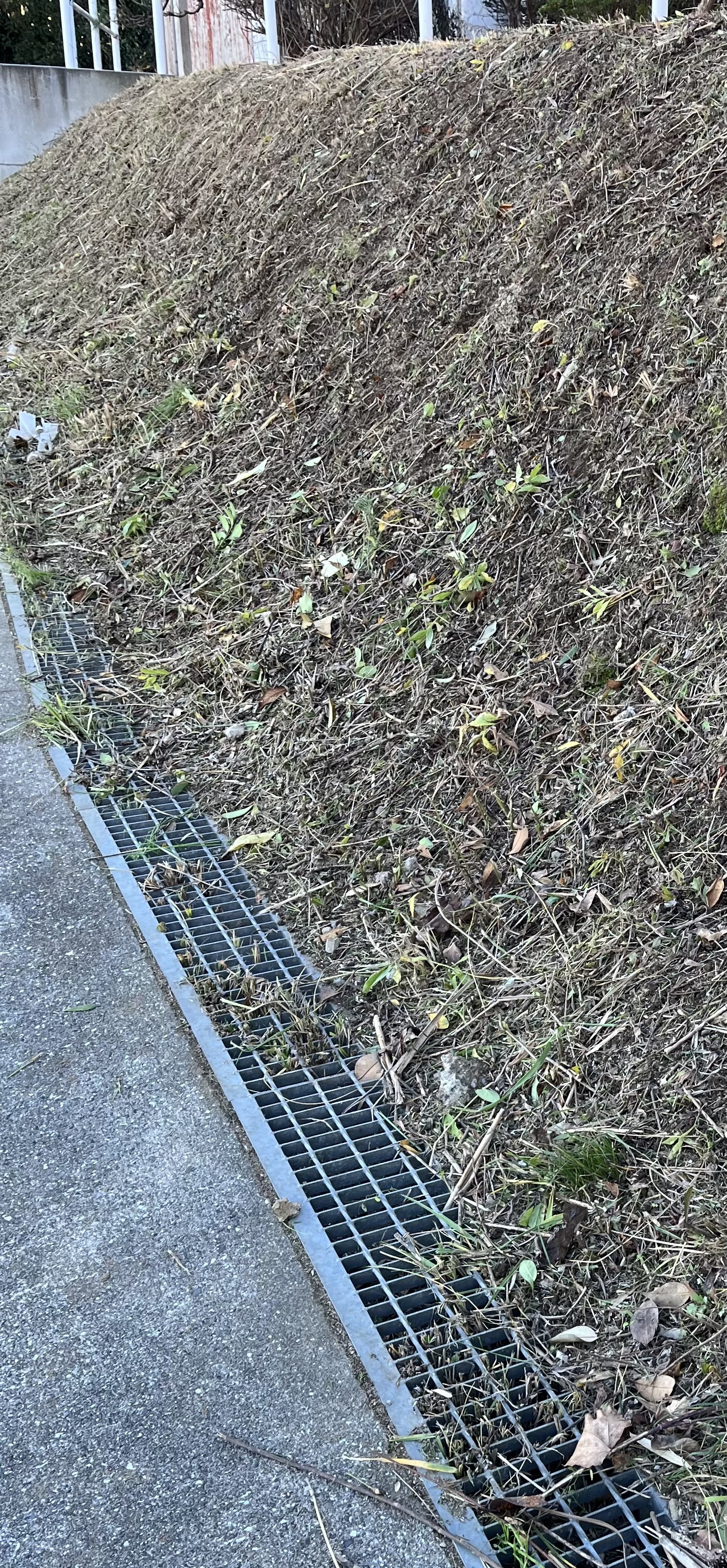 生垣刈込みの様子